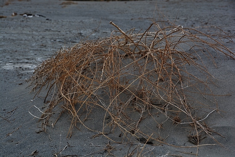 dead brush in sand
